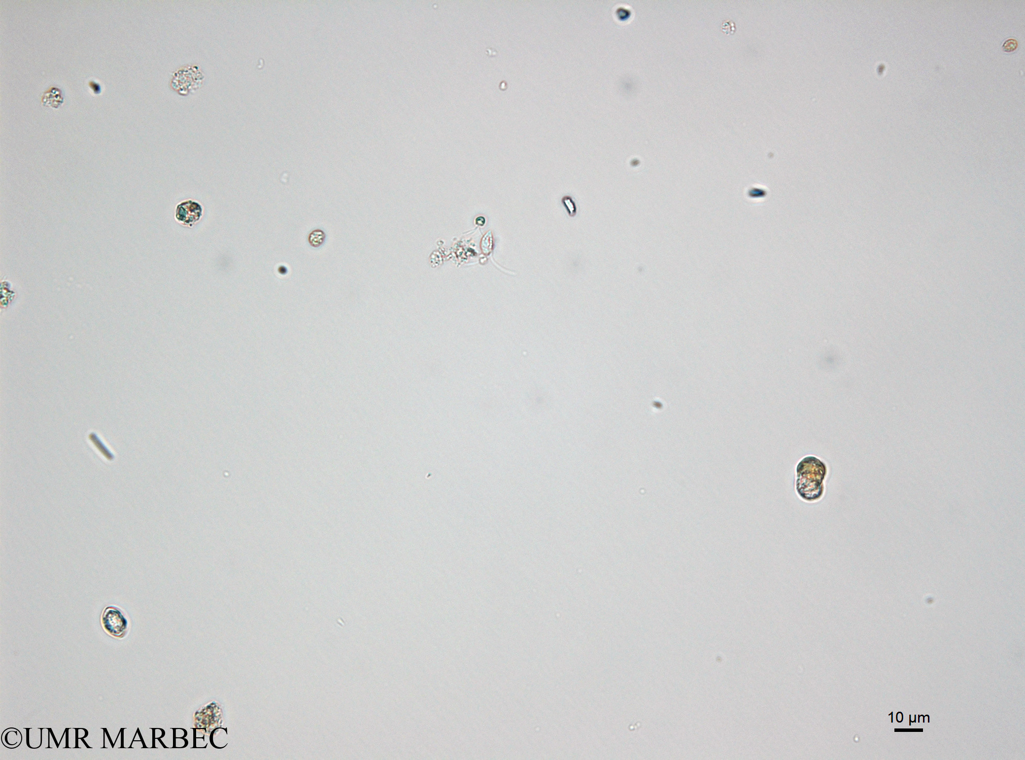phyto/Bizerte/bizerte_lagoon/RISCO April 2014/Leucocryptos marina (microF7µ-microflagellé 5 (150402_001_ovl-2).tif(copy).jpg